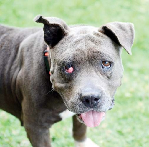 Pet of the Week